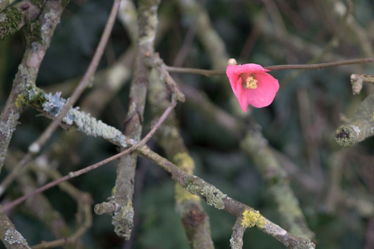 2015-12-30 Sainte Suzanne-1