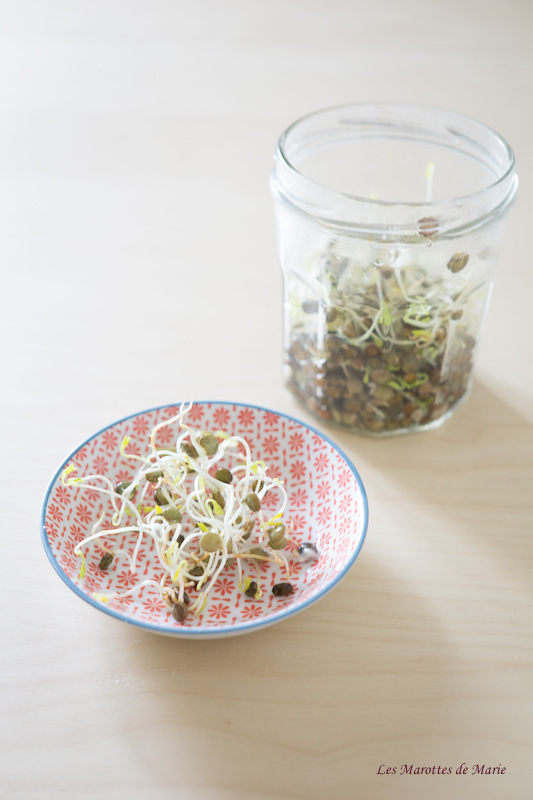 2016 04 24 Graines germees Les Marottes de Marie 1