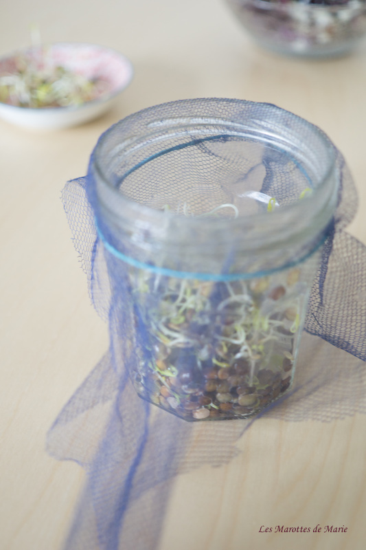 2016 04 24 Graines germees Les Marottes de Marie 3