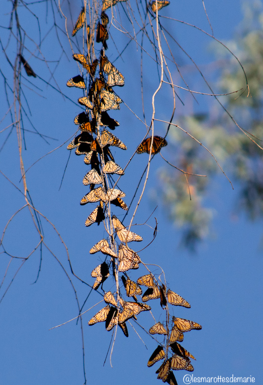 2017 10 30-Monarch butterflies 1
