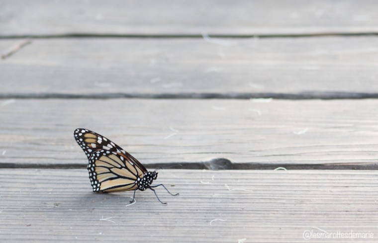 2017 10 30-Monarch butterflies 2jpg