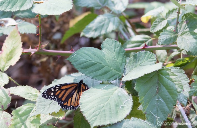 2017 10 30-Monarch butterflies 3
