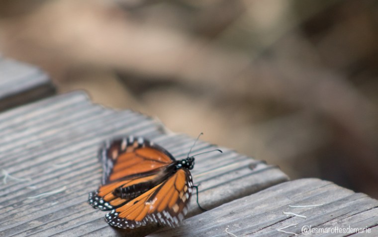 2017 10 30-Monarch butterflies 4