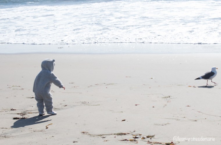 2017 10 30-Natural Bridges State Beach 2