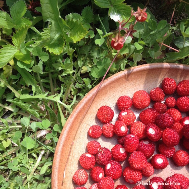 Fraises de bois les Marottes de Marie