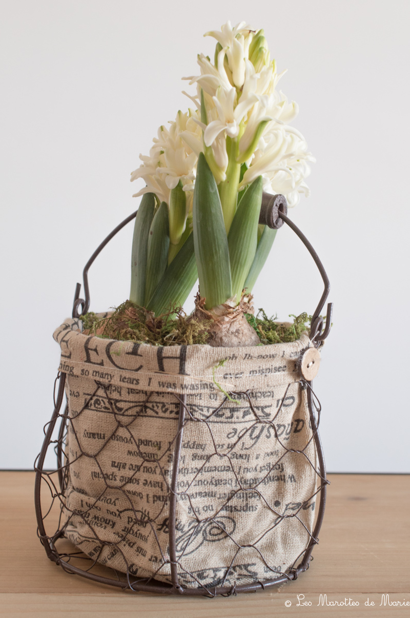 2020 02 12 Jacinthes-1